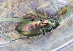 Poecilus versicolor