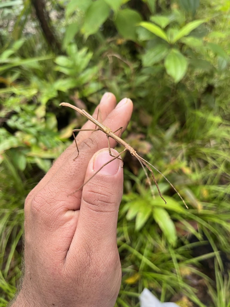 Pterinoxylus cocoense