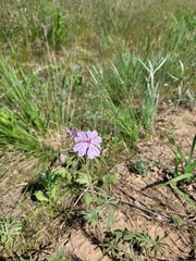 Geranium linearilobum