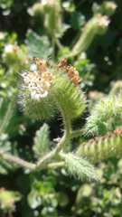 Phacelia malvifolia