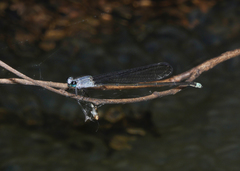 Pseudagrion jedda