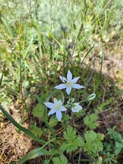 Ornithogalum orthophyllum