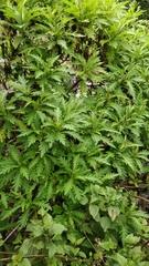 Argyranthemum pinnatifidum subsp. pinnatifidum image