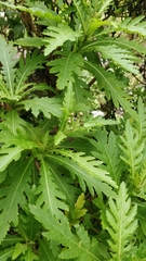 Argyranthemum pinnatifidum image