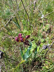 Tulipa suaveolens
