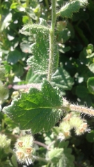 Phacelia malvifolia