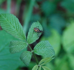 Sphedanolestes impressicollis