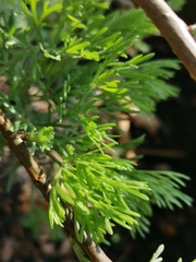 Artemisia abrotanum