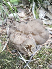 Helvella solitaria