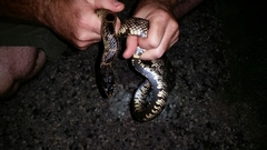 Lampropeltis splendida