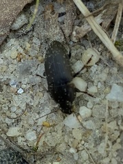 Anisodactylus rusticus