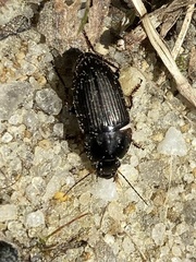 Anisodactylus rusticus