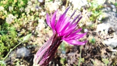 Crupina crupinastrum