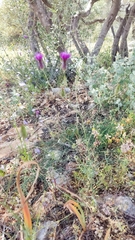 Crupina crupinastrum
