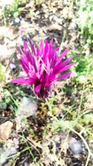 Crupina crupinastrum