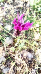 Crupina crupinastrum