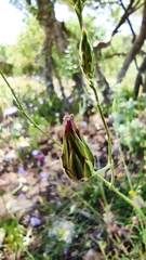 Crupina crupinastrum