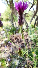 Crupina crupinastrum