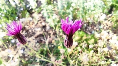 Crupina crupinastrum