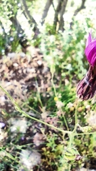 Crupina crupinastrum