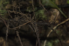 Parapolystichum microsorum pentangulare