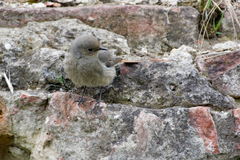 Phoenicurus ochruros