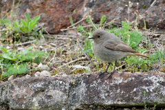 Phoenicurus ochruros