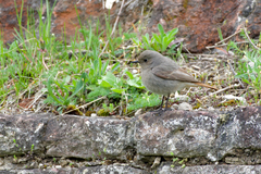 Phoenicurus ochruros