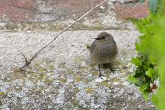 Phoenicurus ochruros