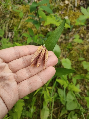 Fritillaria dagana, photograph 3