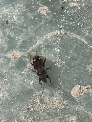 Eremocoris podagricus