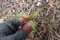 Cyperus albostriatus