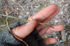Cyperus albostriatus