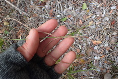 Cyperus albostriatus