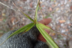 Cyperus albostriatus