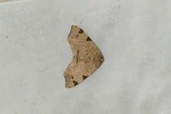 Achrosis rondelaria