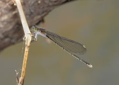 Pseudagrion jedda