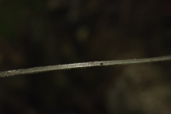 Parapolystichum microsorum pentangulare