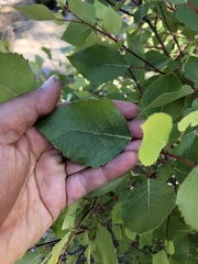 Populus fremontii fremontii