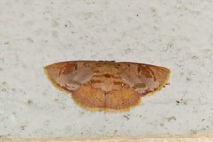 Chrysocraspeda plumbeofusa