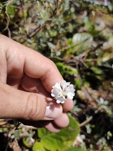 Rhododendron adamsii, photograph 3