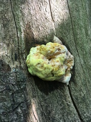 Laetiporus sulphureus