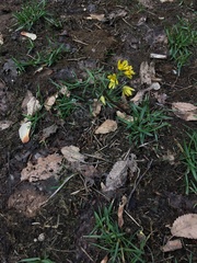 Gymnospermium altaicum