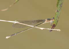 Pseudagrion jedda