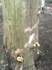 Laetiporus sulphureus