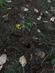 Gymnospermium altaicum
