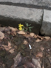 Gymnospermium altaicum