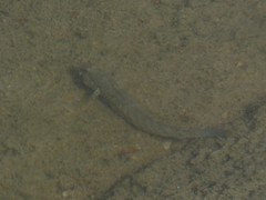 Cryptocentroides insignis