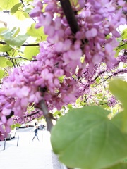 Cercis siliquastrum