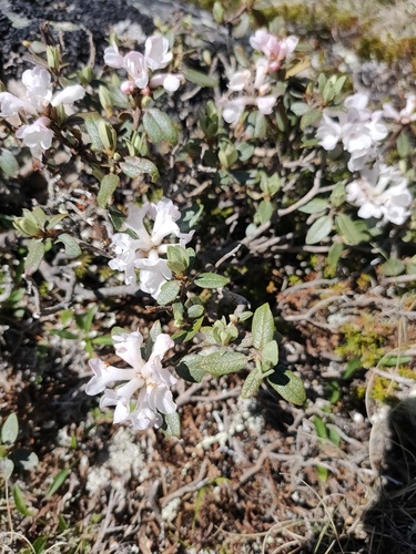 Rhododendron adamsii, photograph 4